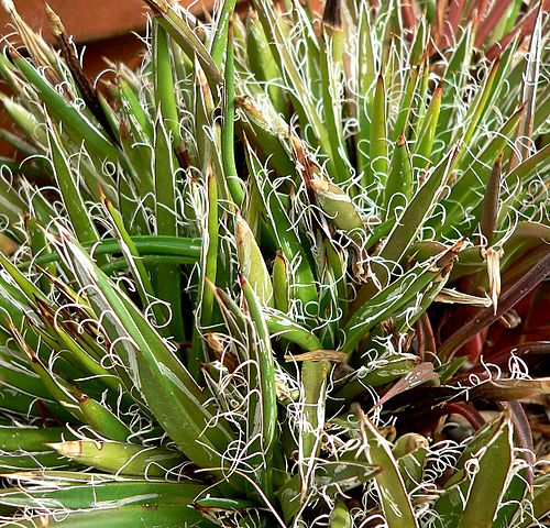 Agave parviflora